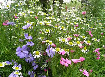 Flowers, Summer, Camomile, Beauty, Polyana, Glade HD wallpaper