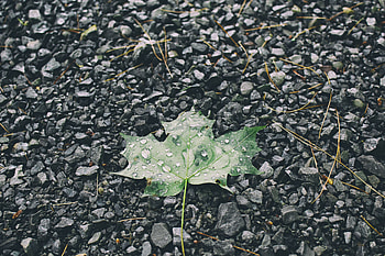 Nature, Stones, Drops, Sheet, Leaf HD wallpaper