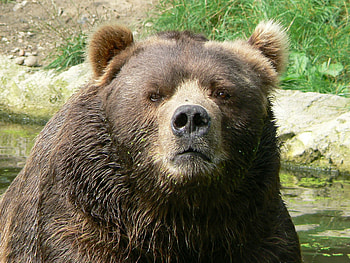 Animals, Water, Muzzle, Wet, Bear, Sight, Opinion HD wallpaper