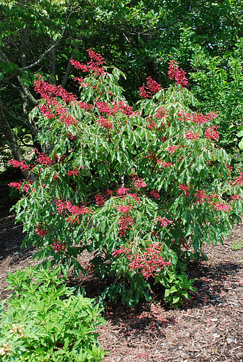 Buckeye Tree, Landscape delight, Hugh Conlon's choice, Horticultural wonder HD phone wallpaper