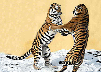 2 Siberian tigers, the, play, In, snow HD wallpaper
