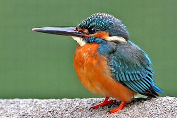 Cute Bird, cute, beautiful, bird HD wallpaper