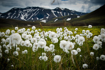 Nature, Flowers, Mountains, Field HD wallpaper