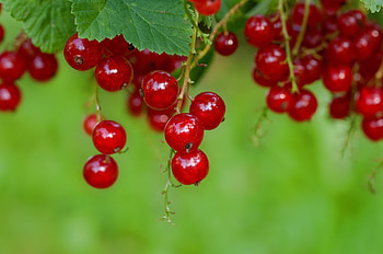 Currants world crops, Global farming, Diverse harvest, Agricultural diversity HD wallpaper