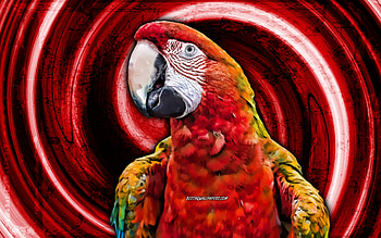 Scarlet macaw, red grunge background, red parrot, Ara macao, vortex, creative, parrots, Ara HD wallpaper