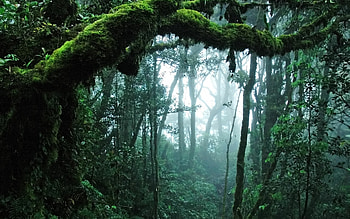 Lush greenery, Dense jungle, Cloudy canvas, Tropical paradise HD wallpaper