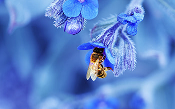 options, , selection, High-quality visuals HD wallpaper