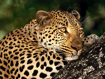 Animals, Leopards HD wallpaper