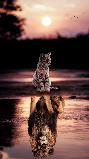 My reflection, graph, sephia, cat, water, lion HD phone wallpaper