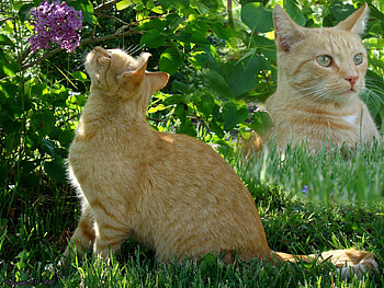 Ginger, graphy, cat, red tabby, tabby, animals, portrait, graph, , lilac HD wallpaper