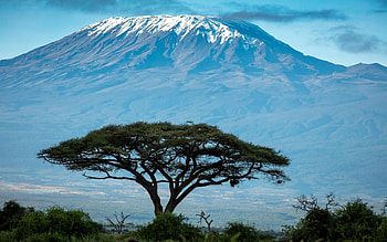 Mount Kilimanjaro from Amboseli National Park in Kenya, africa, landscape, sky, tree HD wallpaper