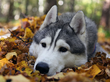 Animals, Grass, Dog, Muzzle, Foliage HD wallpaper