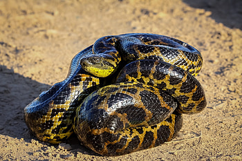 Anaconda, Yellow anaconda, Eugne ferme aux crocodiles HD wallpaper
