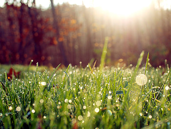 Nature, Sun, Grass, Lens Flare HD wallpaper