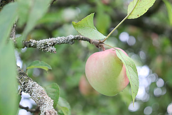 Apple Tree, Environmental division bavarian news, Army garrison bavaria, Nature HD wallpaper