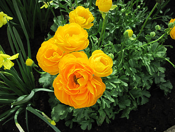 Botanical Garden year around 50, Orange, graphy, green, Flowers, garden HD wallpaper