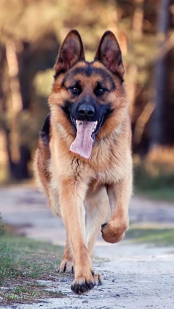 German Shepherd Dog, Running HD phone wallpaper
