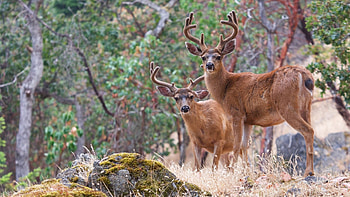 Texas Hill Country, Deer, Ultra HD wallpaper