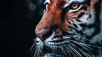 Lion Closeup , lion, animals HD wallpaper
