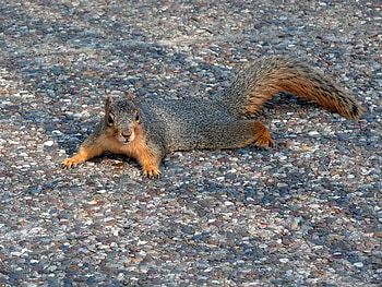 That's My Penny, stone, ground, penny, squirrel HD wallpaper