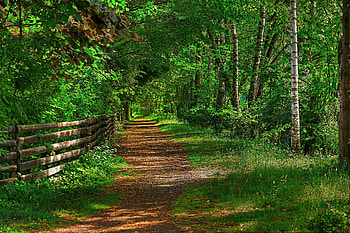 Path-R, graphy, peaceful, walk, beauty, nice, trees, , calm, path, r, beautiful, grass, park, pretty, green, cool, nature, lovely, forest, harmony HD wallpaper