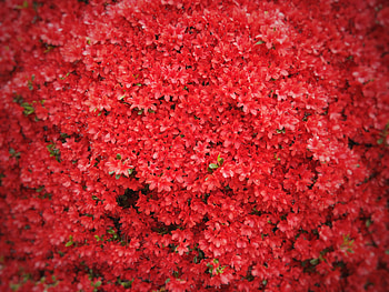 Flowers, Wood, Tree HD wallpaper