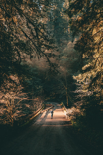 Nature, Trees, Road, Forest, Branches, Human, Person, Loneliness, Alone, Lonely HD phone wallpaper