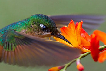 Hummingbird in Flower, wings, bird, beauty, flower HD wallpaper