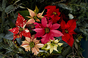 Different kinds, Poinsettia HD wallpaper