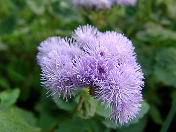 Ageratum Flower, Bloom, Flower, mauve, petals HD wallpaper