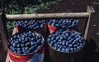 Food, Berry, Buckets, Lingonberry, Cowberry HD wallpaper