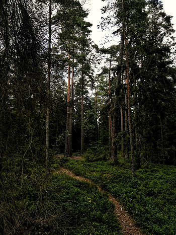 Nature, Trees, Grass, Forest, Branches, Path HD phone wallpaper