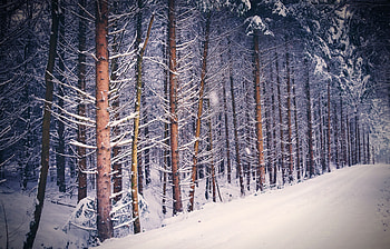 Forest, trees, nature, winter HD wallpaper