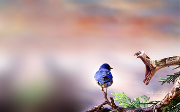 Bite Birds, birds, animals HD wallpaper