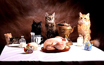 Cats, milk, chicken, still life, animals, cat, food HD wallpaper
