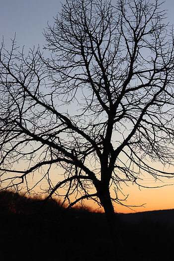 Sky, Dark, Wood, Tree, Branches HD phone wallpaper
