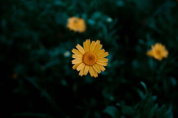 Close-up of a bright yellow daisy flower against a lush, dark background, showcasing natural beauty. HD wallpaper