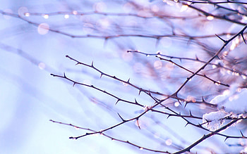 Snow, Plant, Macro, Branch, Spring HD wallpaper