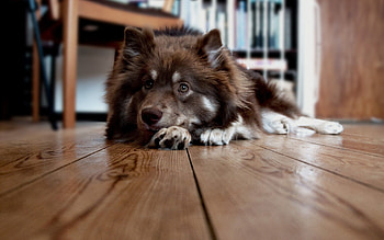 Animals, Fluffy, To Lie Down, Lie, Dog, Floor HD wallpaper