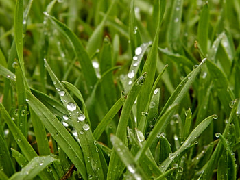 Plants, Grass HD wallpaper