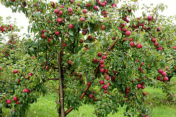 Apple Tree, Apple tree , Backgrounds HD wallpaper