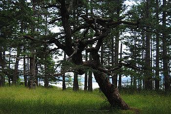 Nature, Trees, Forest HD wallpaper