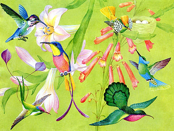Birds, Humming-Birds HD wallpaper