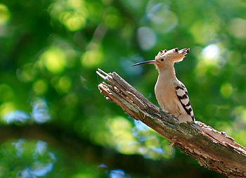 Animals, Bird, Branch, Greens, Hoopoe HD wallpaper