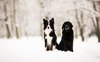Posed, dogs, labradors, animals, collies HD wallpaper