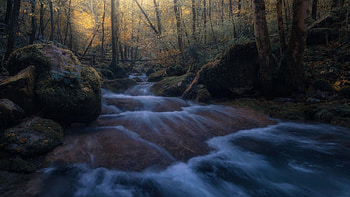Stream, nature, forest, tree HD wallpaper