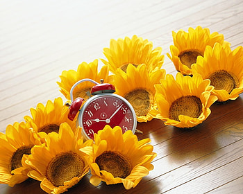 sunflowers, still life, yellow, clock, flowers, sun HD wallpaper