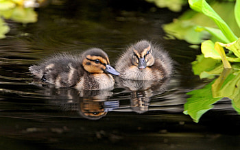 Animals, Water, Grass, To Swim, Swim, Ducklings HD wallpaper