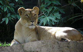 Animals, Rock, To Lie Down, Lie, Lion, Stone, Sight, Opinion HD wallpaper