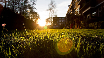 Nature, Grass, Sun, Glare, From Below HD wallpaper